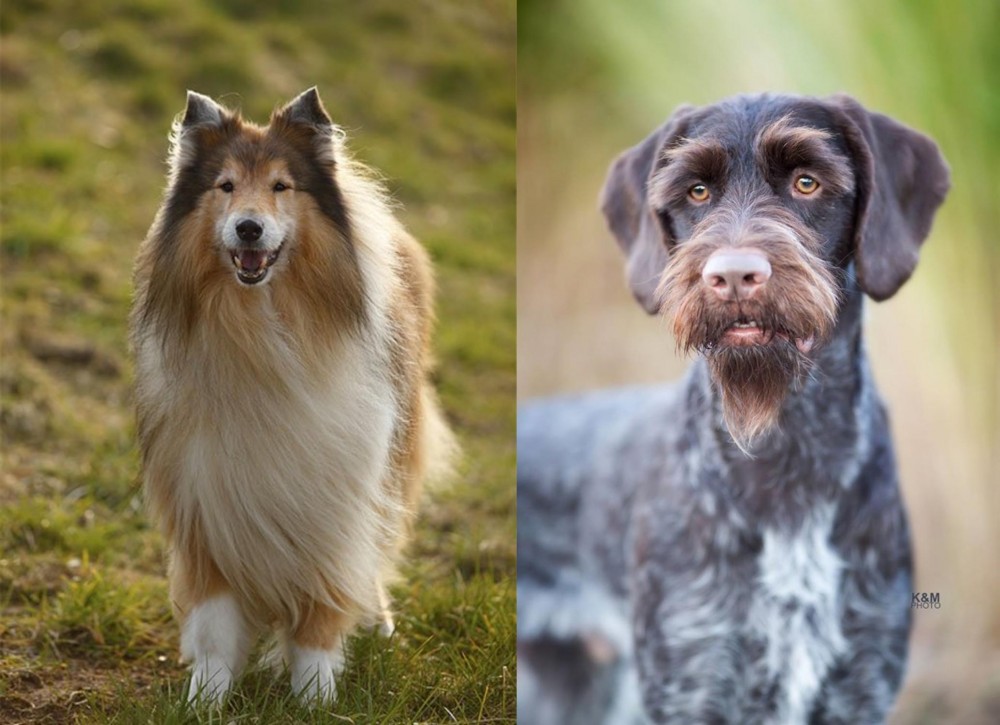 German Wirehaired Pointer vs Collie - Breed Comparison