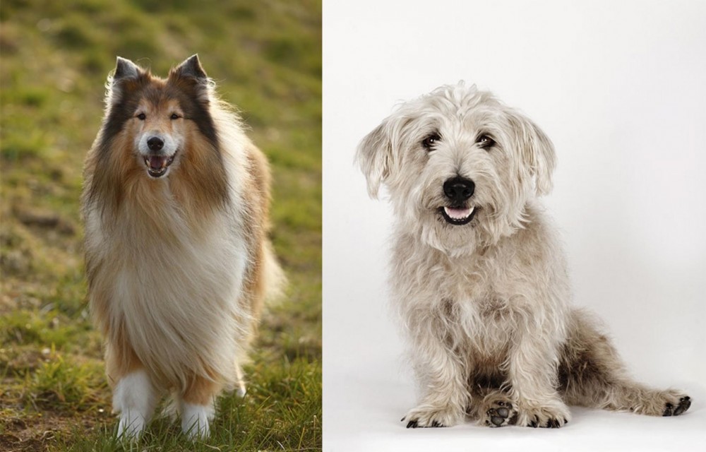 Glen of Imaal Terrier vs Collie - Breed Comparison