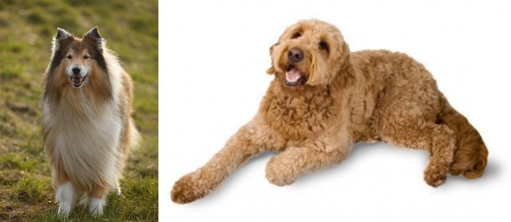 Golden Doodle vs Collie - Breed Comparison