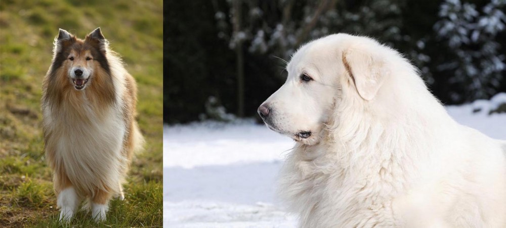 Great Pyrenees vs Collie - Breed Comparison