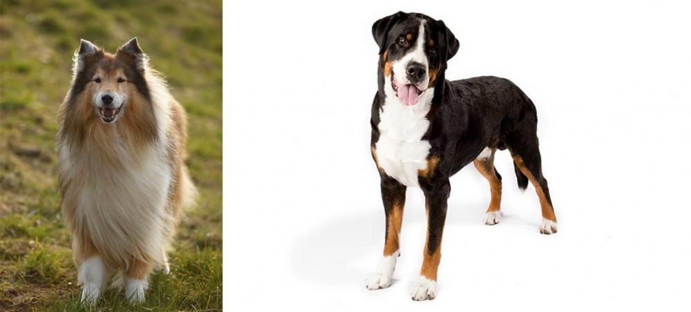 Greater Swiss Mountain Dog vs Collie - Breed Comparison