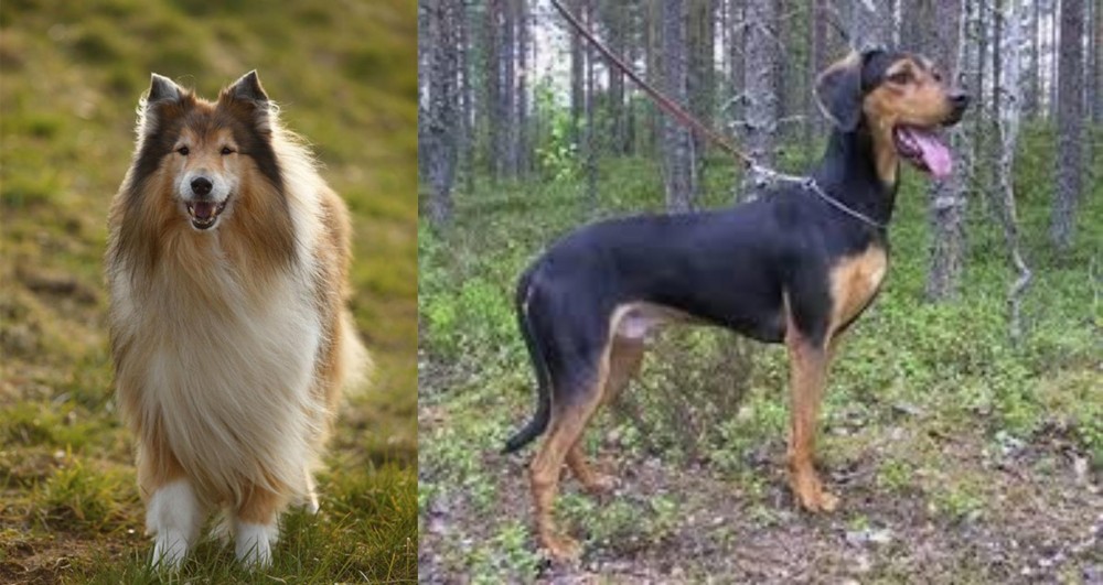 Greek Harehound vs Collie - Breed Comparison
