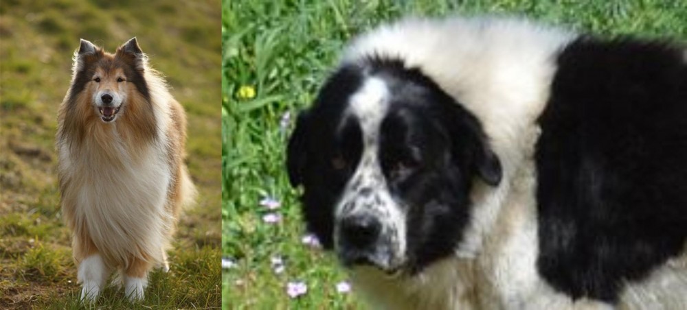 Greek Sheepdog vs Collie - Breed Comparison