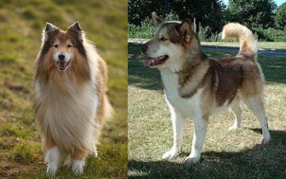 Greenland Dog vs Collie - Breed Comparison
