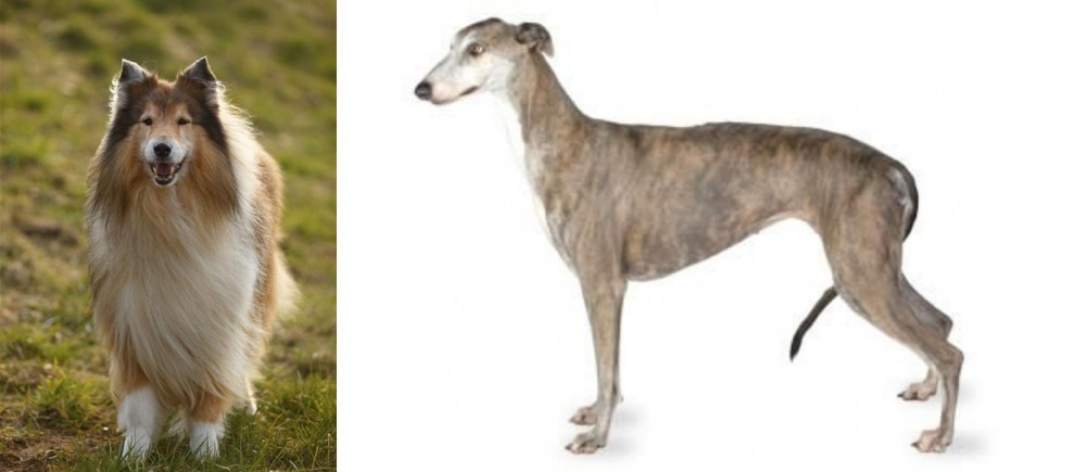 Greyhound vs Collie - Breed Comparison