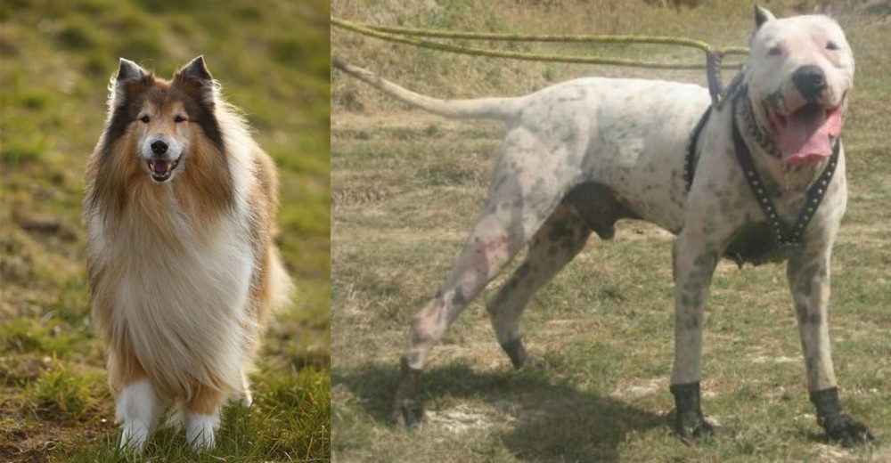 Gull Dong vs Collie - Breed Comparison