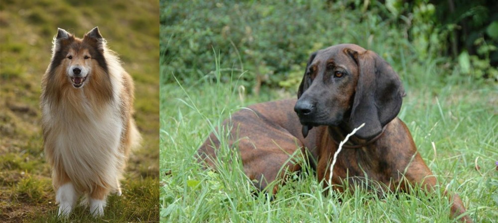 Hanover Hound vs Collie - Breed Comparison