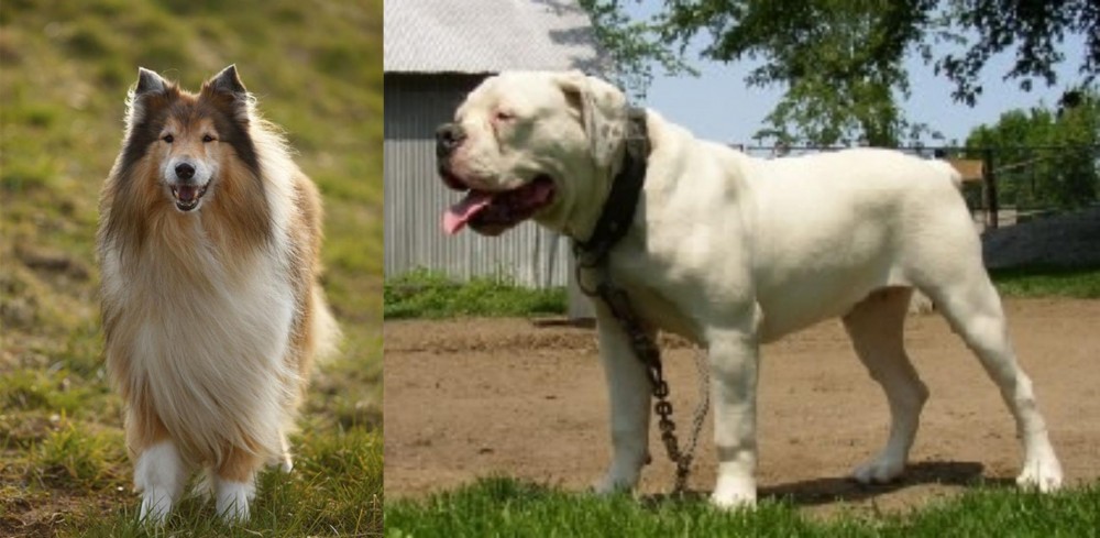Hermes Bulldogge vs Collie - Breed Comparison