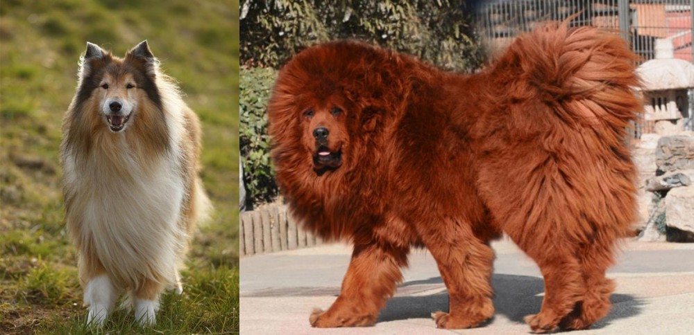 Himalayan Mastiff vs Collie - Breed Comparison