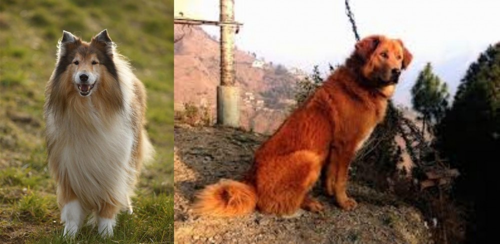 Himalayan Sheepdog vs Collie - Breed Comparison