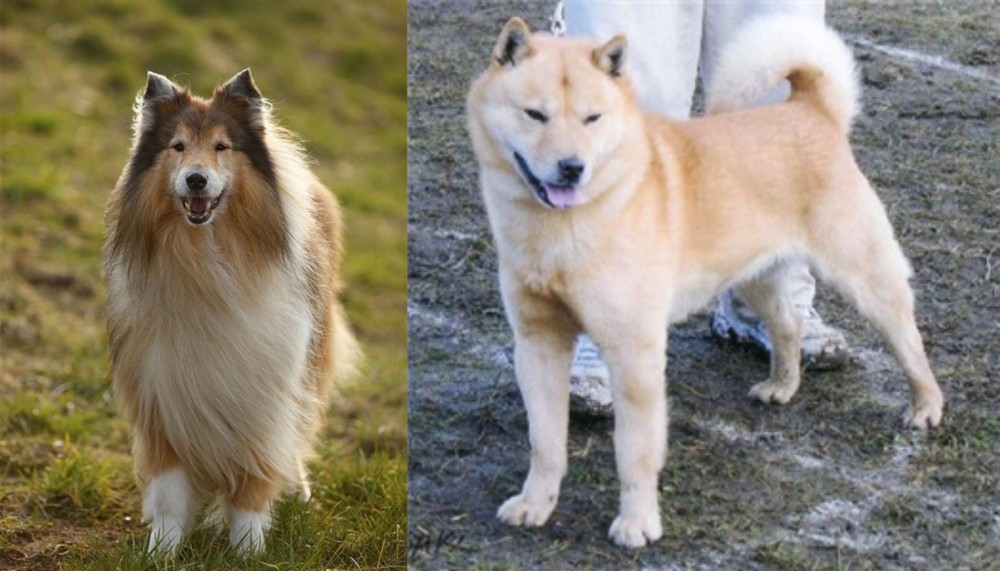 Hokkaido vs Collie - Breed Comparison