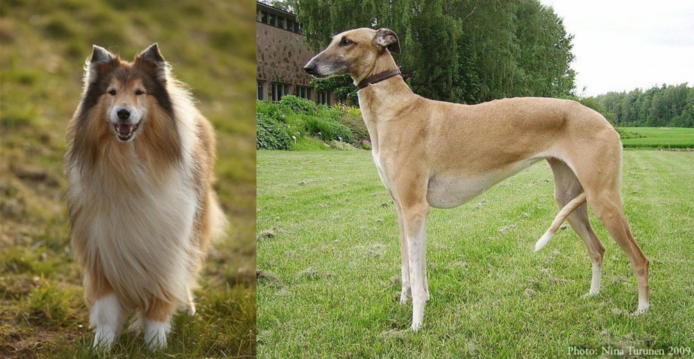 Hortaya Borzaya vs Collie - Breed Comparison
