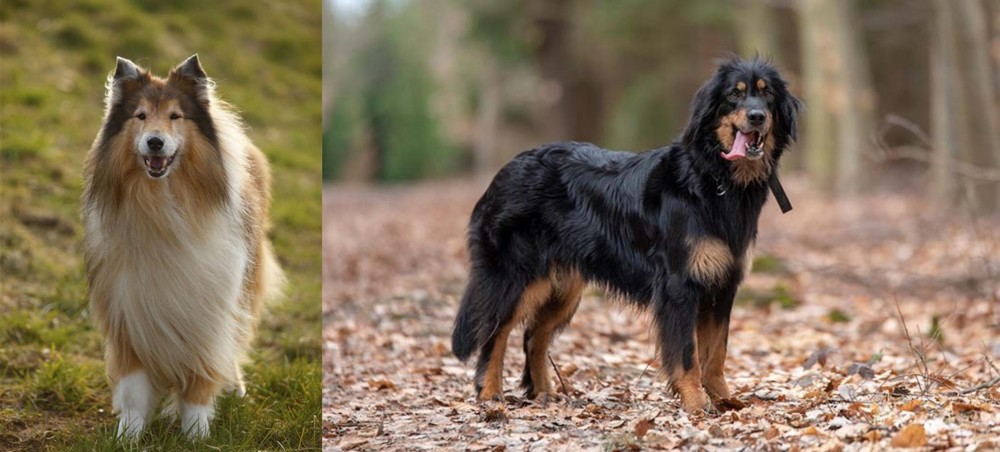 Hovawart vs Collie - Breed Comparison