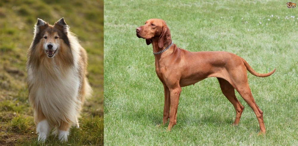 Hungarian Vizsla vs Collie - Breed Comparison