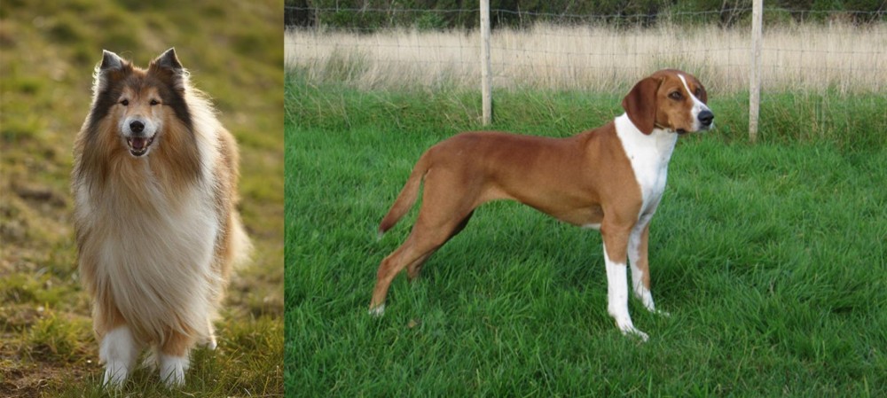 Hygenhund vs Collie - Breed Comparison
