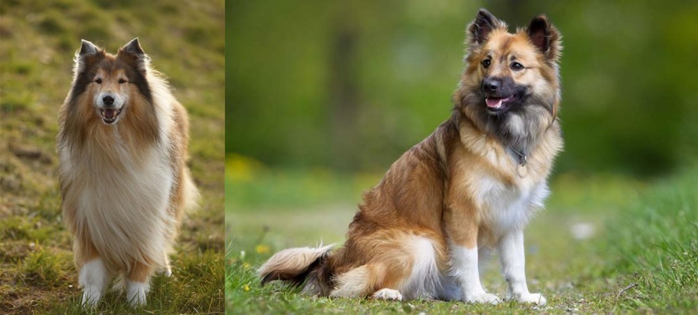 Icelandic Sheepdog vs Collie - Breed Comparison