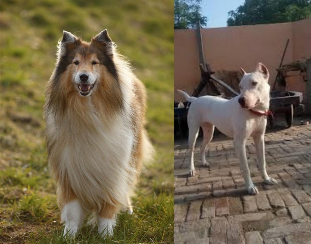 Indian Bull Terrier vs Collie - Breed Comparison