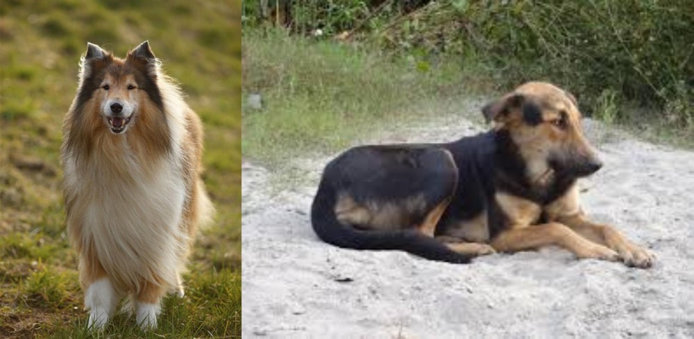 Indian Pariah Dog vs Collie - Breed Comparison