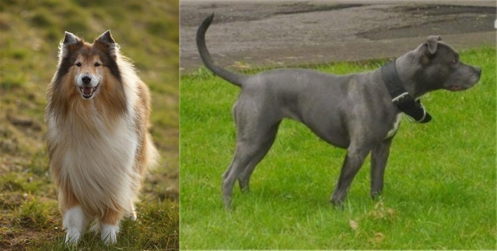 Irish Bull Terrier vs Collie - Breed Comparison