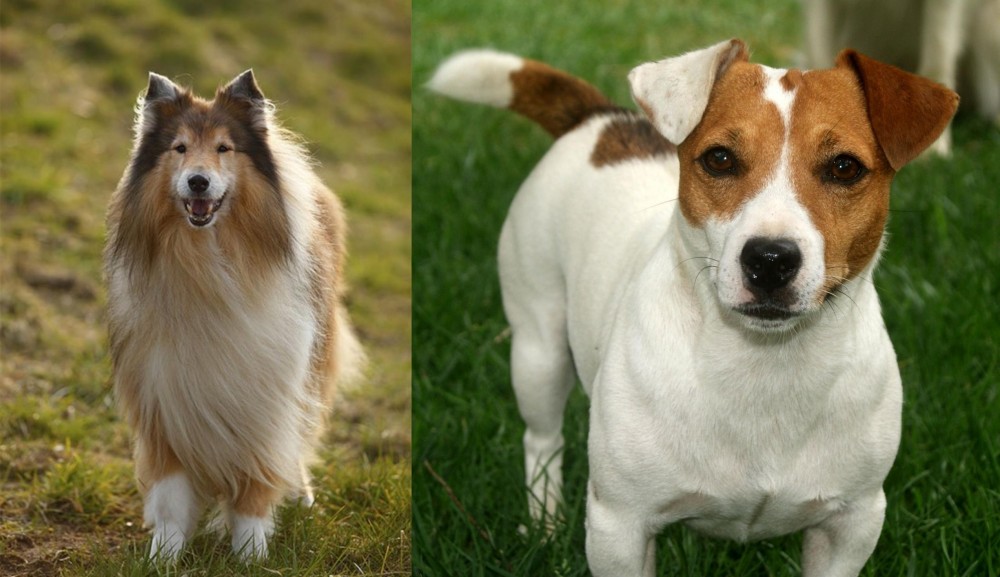 Irish Jack Russell vs Collie - Breed Comparison
