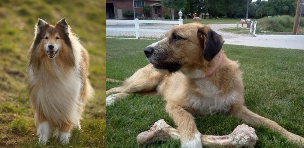 Irish Mastiff Hound vs Collie - Breed Comparison