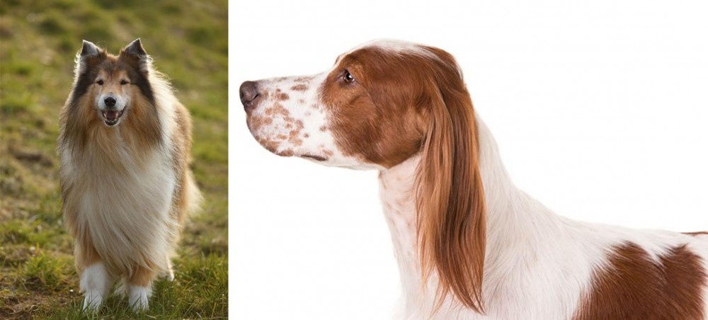 Irish Red and White Setter vs Collie - Breed Comparison