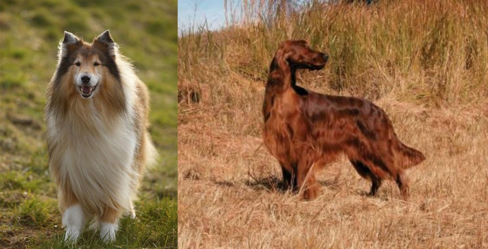 Irish Setter vs Collie - Breed Comparison