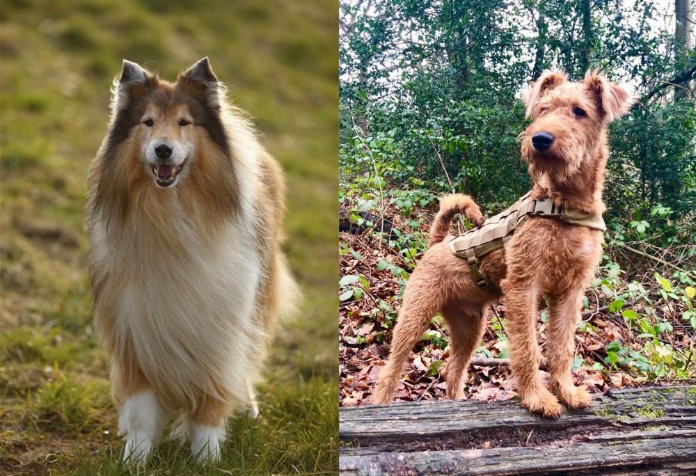 Irish Terrier vs Collie - Breed Comparison