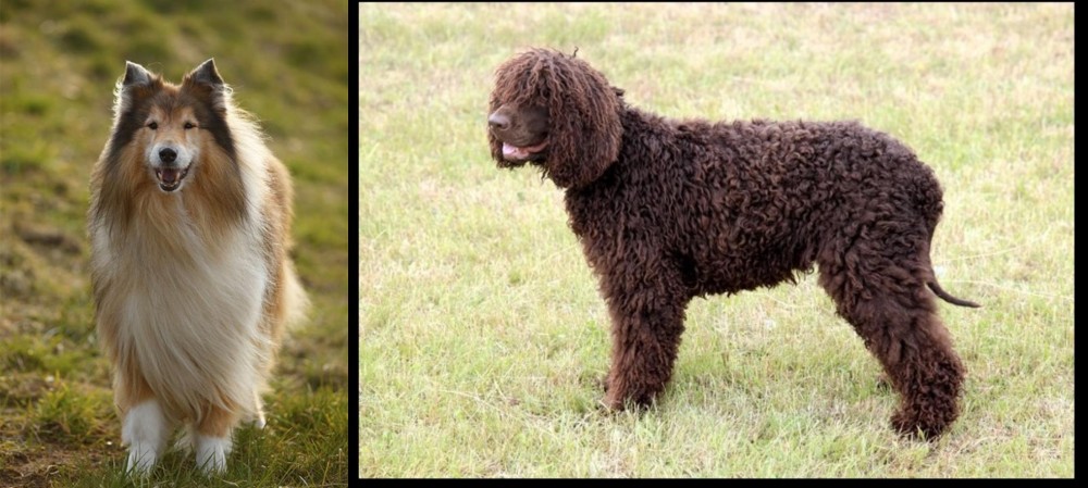 Irish Water Spaniel vs Collie - Breed Comparison