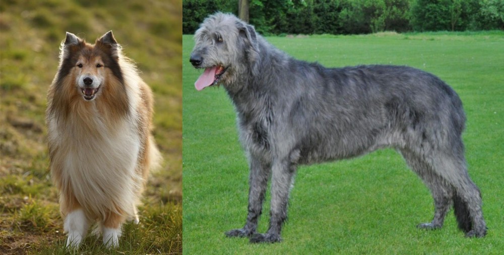Irish Wolfhound vs Collie - Breed Comparison
