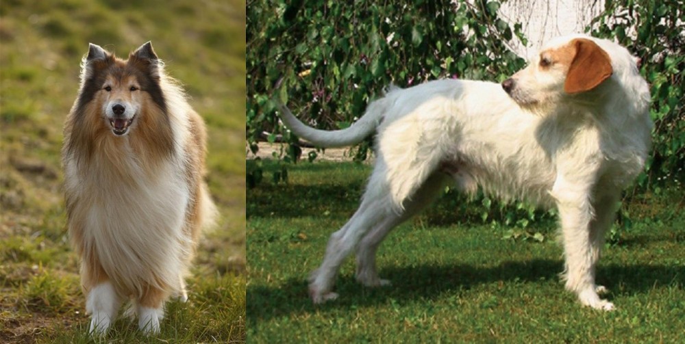 Istarski Ostrodlaki Gonic vs Collie - Breed Comparison