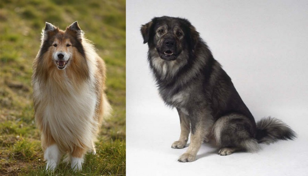 Istrian Sheepdog vs Collie - Breed Comparison