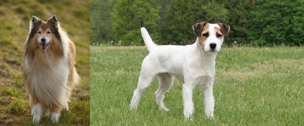 Jack Russell Terrier vs Collie - Breed Comparison