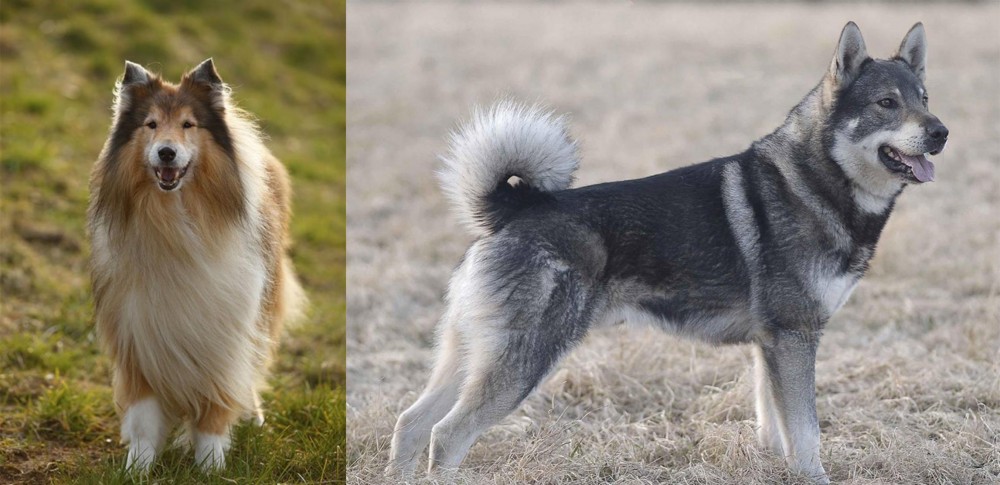 Jamthund vs Collie - Breed Comparison