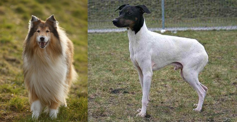 Japanese Terrier vs Collie - Breed Comparison