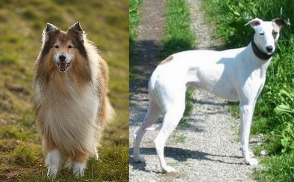 Kaikadi vs Collie - Breed Comparison