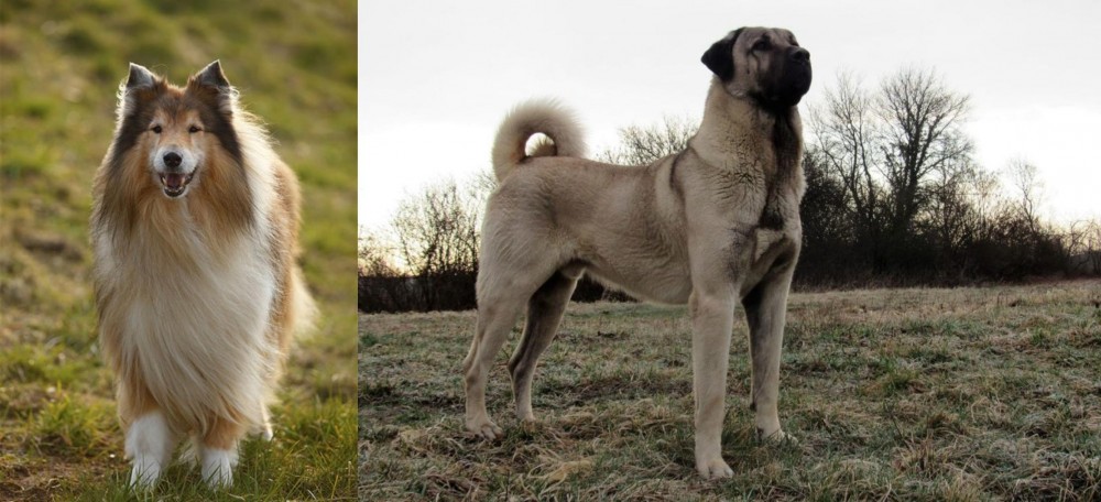 Kangal Dog vs Collie - Breed Comparison