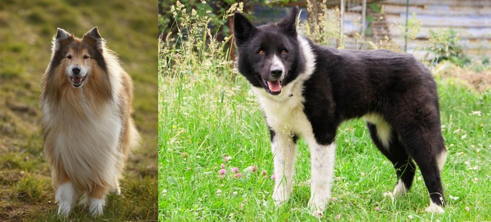Karelian Bear Dog vs Collie - Breed Comparison