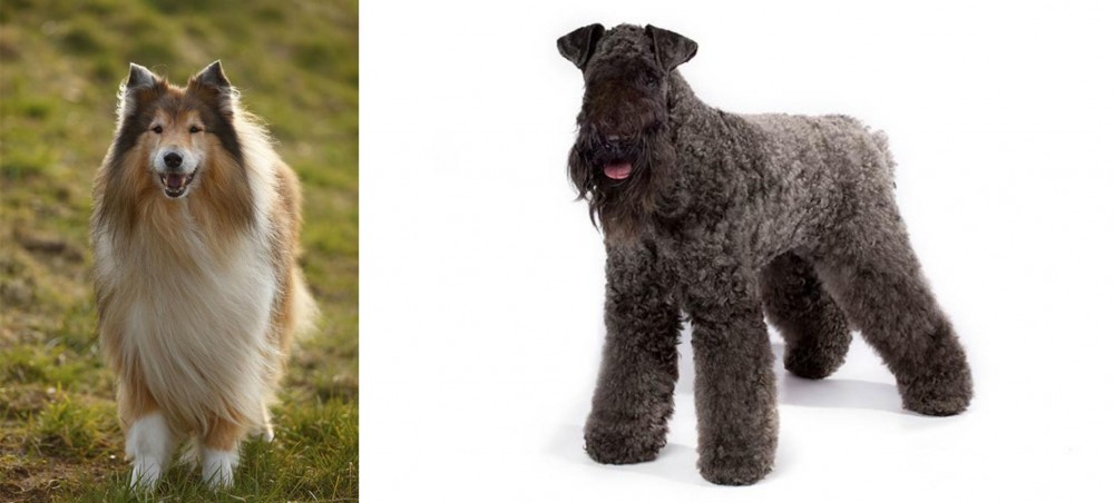 Kerry Blue Terrier vs Collie - Breed Comparison