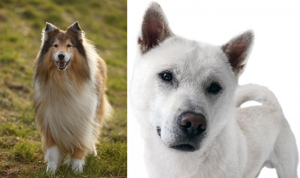 Kishu vs Collie - Breed Comparison