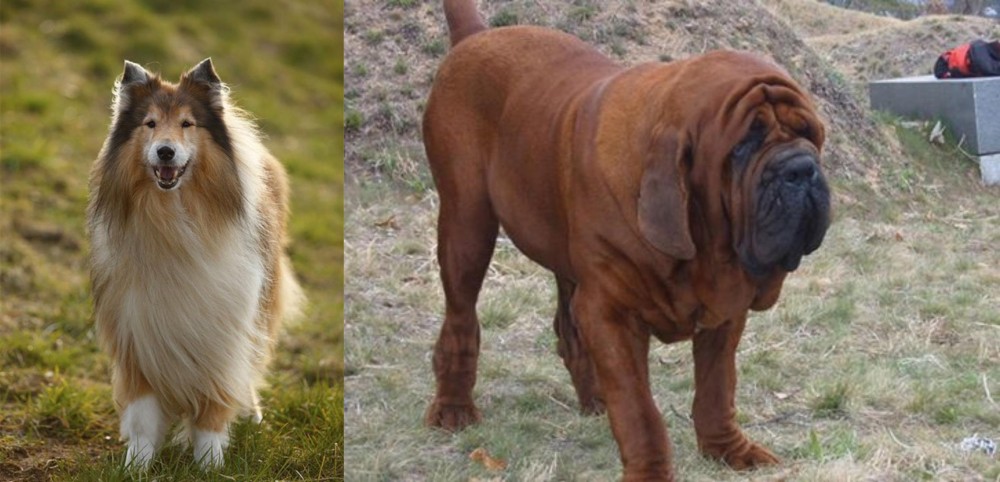 Korean Mastiff vs Collie - Breed Comparison