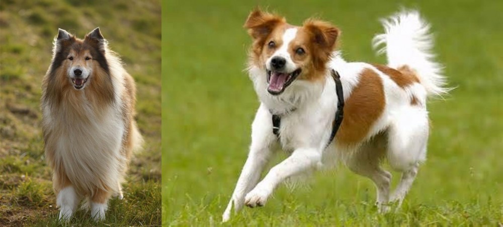 Kromfohrlander vs Collie - Breed Comparison