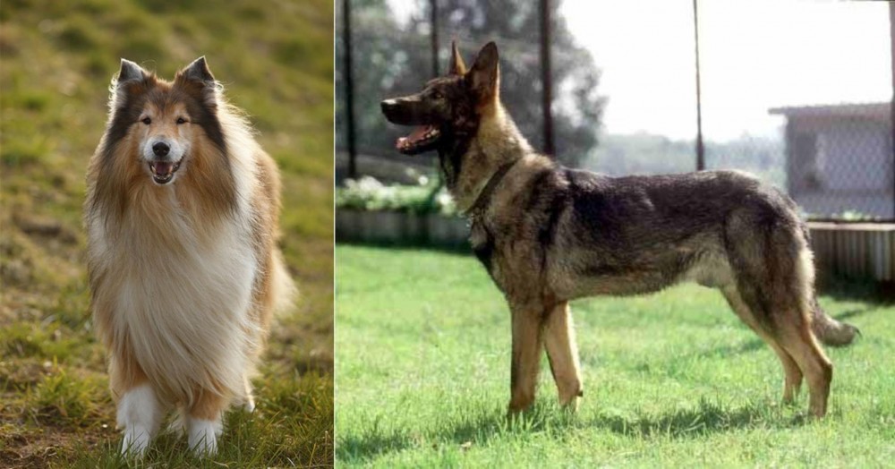 Kunming Dog vs Collie - Breed Comparison