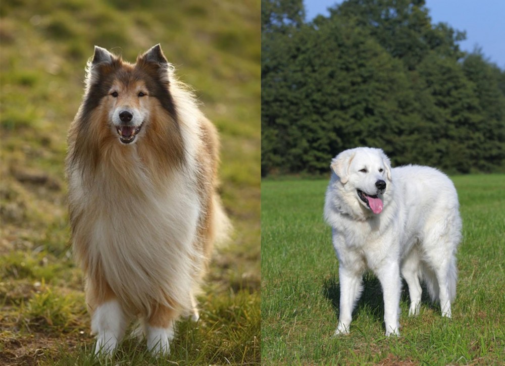 Kuvasz vs Collie - Breed Comparison
