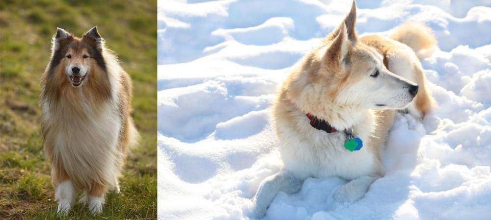 Labrador Husky vs Collie - Breed Comparison