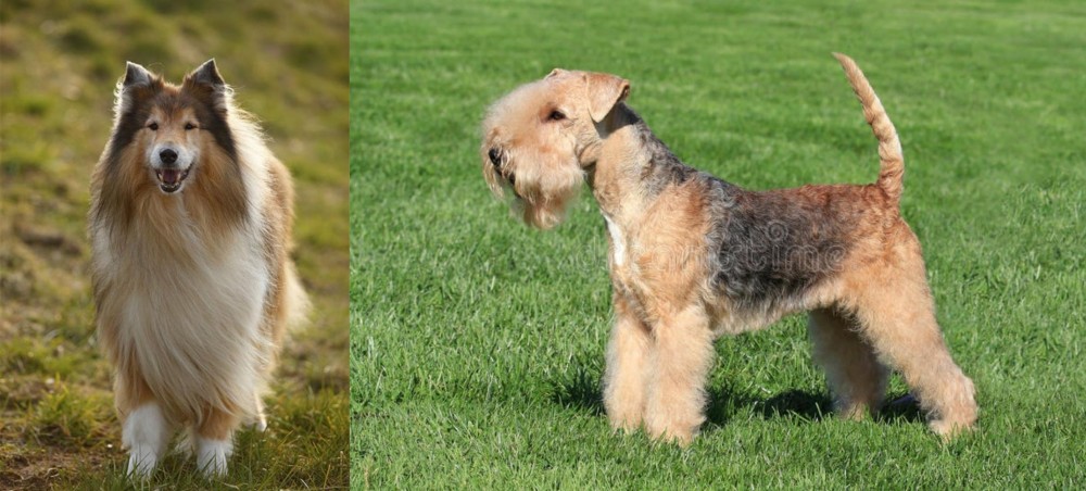 Lakeland Terrier vs Collie - Breed Comparison