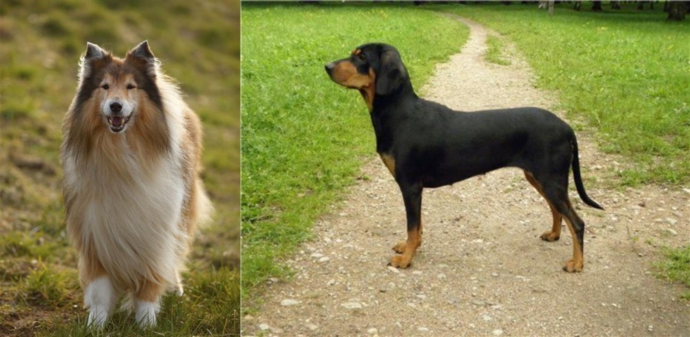 Latvian Hound vs Collie - Breed Comparison