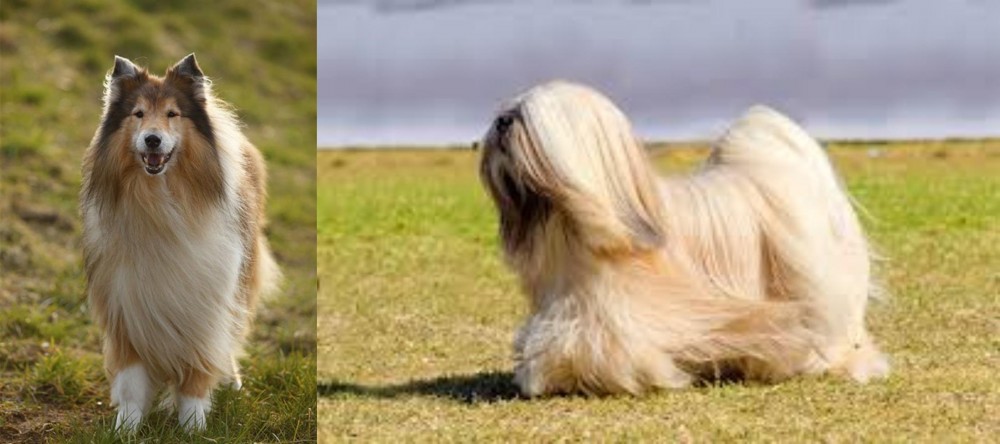 Lhasa Apso vs Collie - Breed Comparison