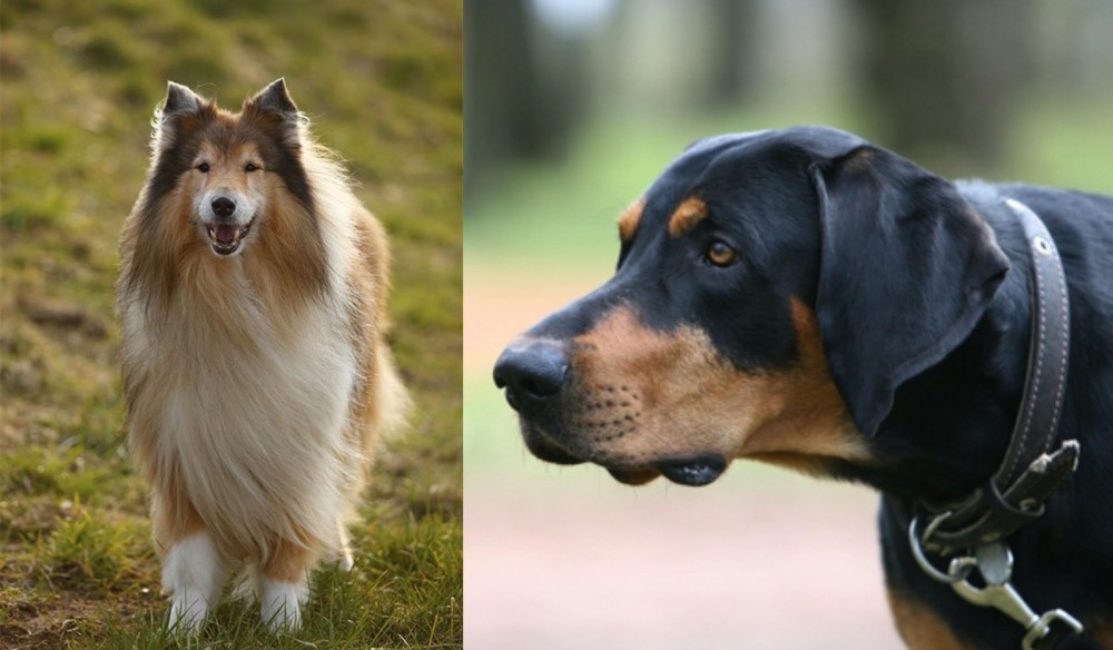 Lithuanian Hound vs Collie - Breed Comparison