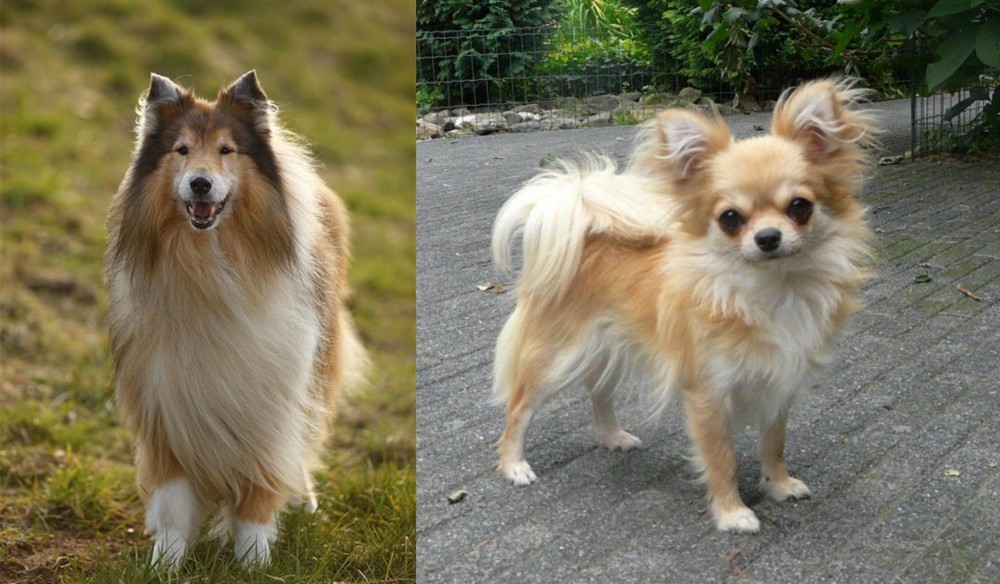 Long Haired Chihuahua vs Collie - Breed Comparison